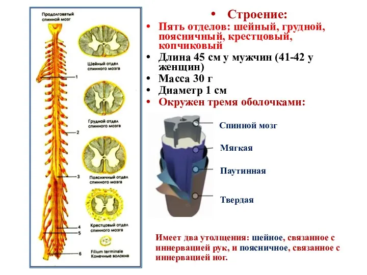 Строение: Пять отделов: шейный, грудной, поясничный, крестцовый, копчиковый Длина 45 см у