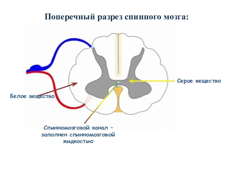 Спинномозговой канал – заполнен спинномозговой жидкостью Серое вещество Белое вещество Поперечный разрез спинного мозга: