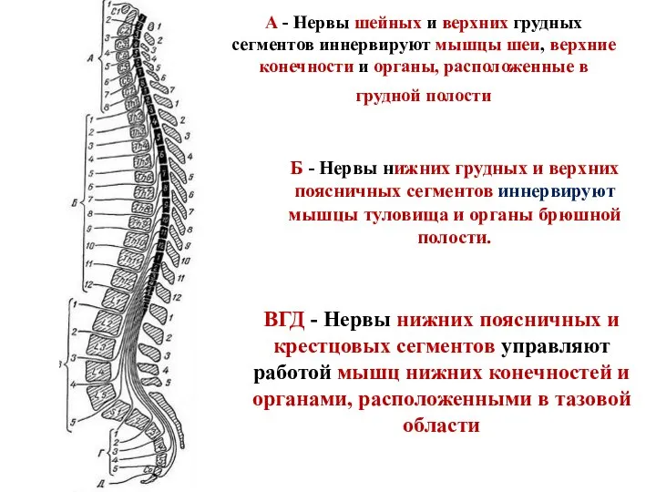 А - Нервы шейных и верхних грудных сегментов иннервируют мышцы шеи, верхние
