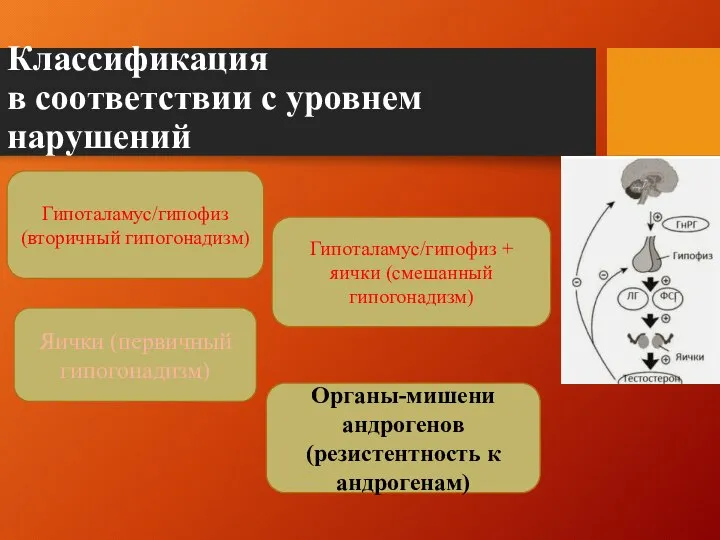 Классификация в соответствии с уровнем нарушений Гипоталамус/гипофиз (вторичный гипогонадизм) Яички (первичный гипогонадизм)