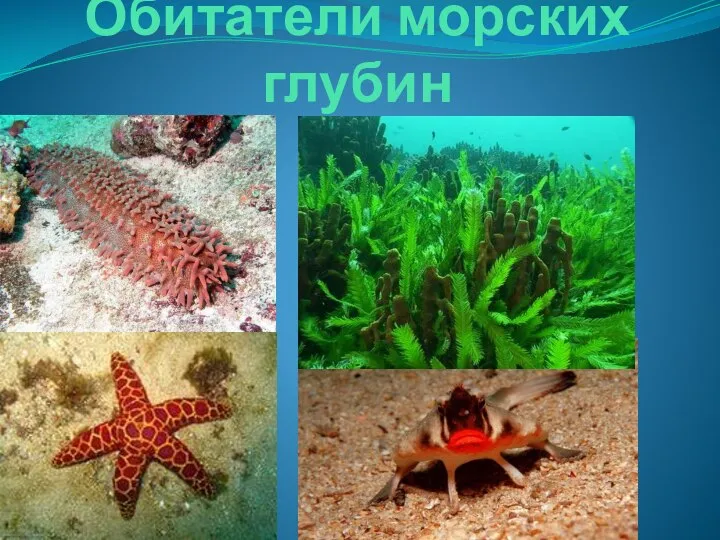 Обитатели морских глубин