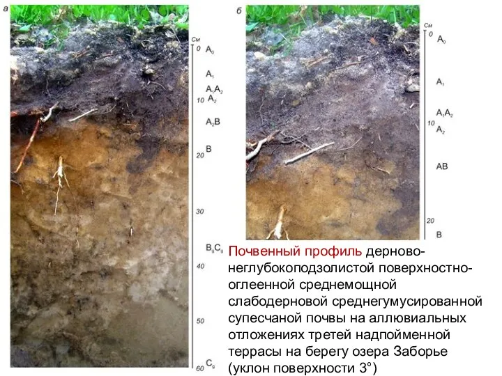 Почвенный профиль дерново-неглубокоподзолистой поверхностно-оглеенной среднемощной слабодерновой среднегумусированной супесчаной почвы на аллювиальных отложениях