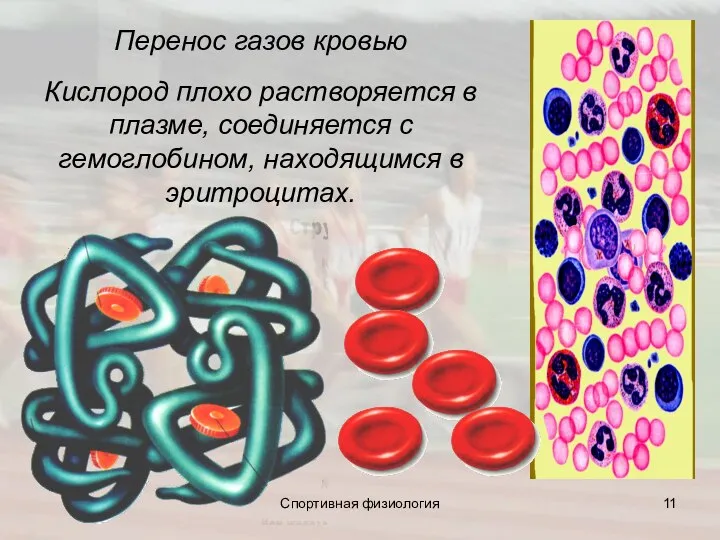 Перенос газов кровью Кислород плохо растворяется в плазме, соединяется c гемоглобином, находящимся в эритроцитах. Спортивная физиология