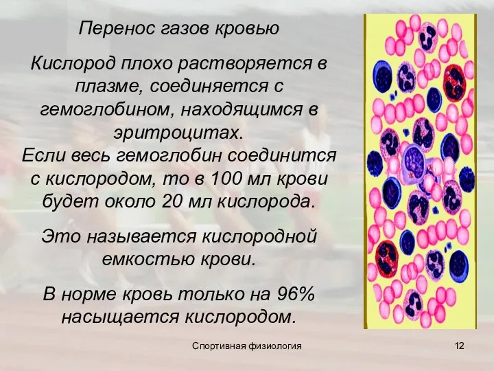 Перенос газов кровью Кислород плохо растворяется в плазме, соединяется c гемоглобином, находящимся