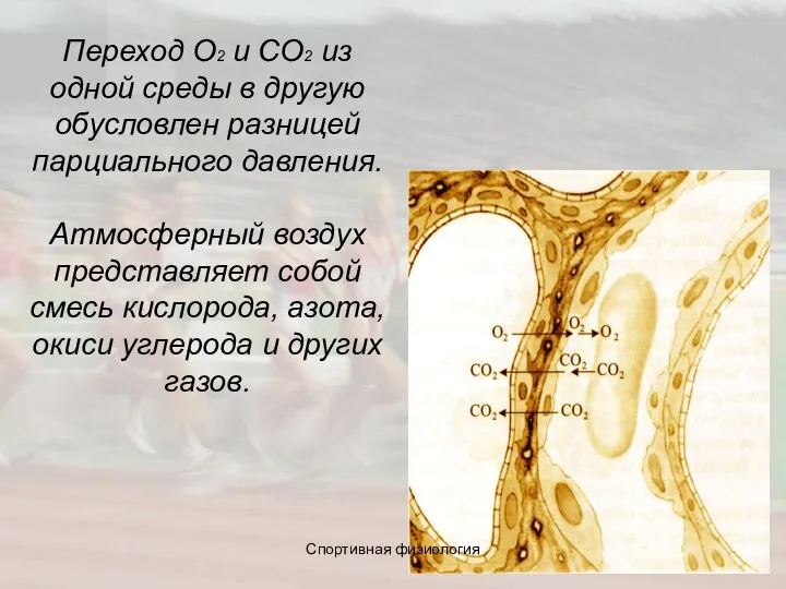 Переход О2 и СО2 из одной среды в другую обусловлен разницей парциального