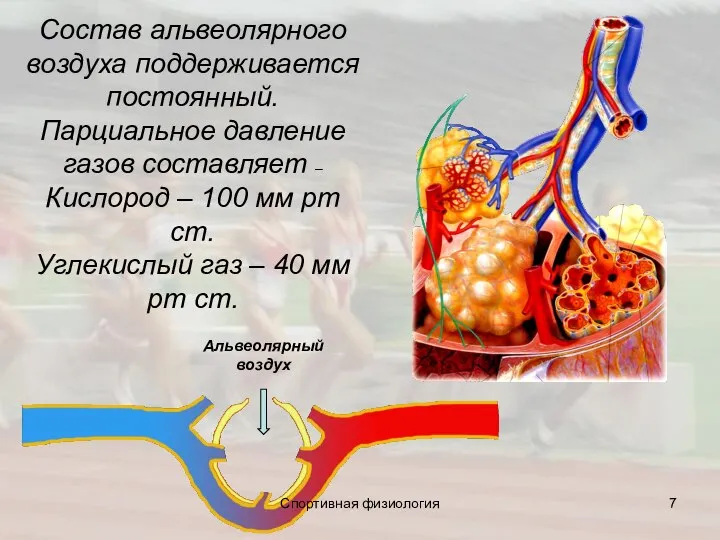 Состав альвеолярного воздуха поддерживается постоянный. Парциальное давление газов составляет – Кислород –