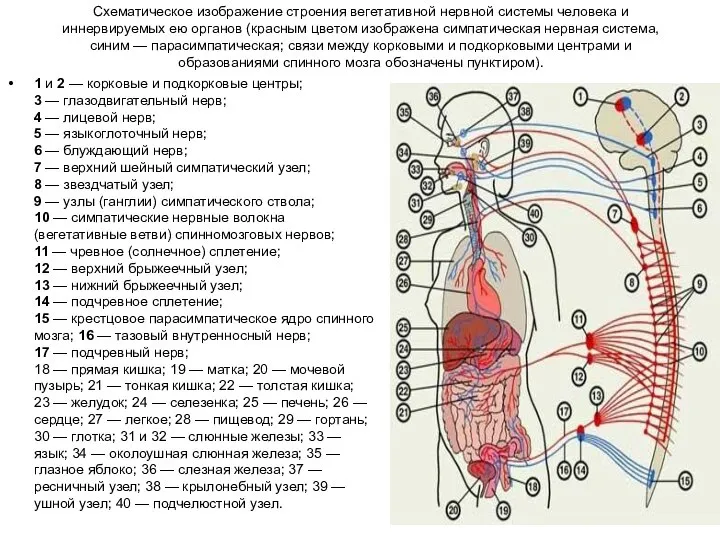 Схематическое изображение строения вегетативной нервной системы человека и иннервируемых ею органов (красным