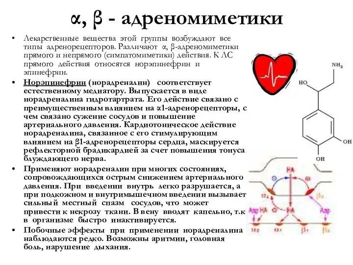 α, β - адреномиметики Лекарственные вещества этой группы возбуждают все типы адренорецепторов.