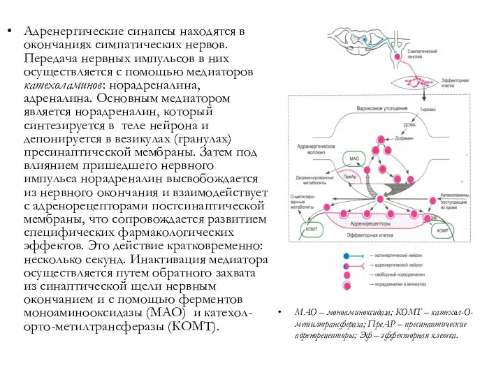 Адренергические синапсы находятся в окончаниях симпатических нервов. Передача нервных импульсов в них