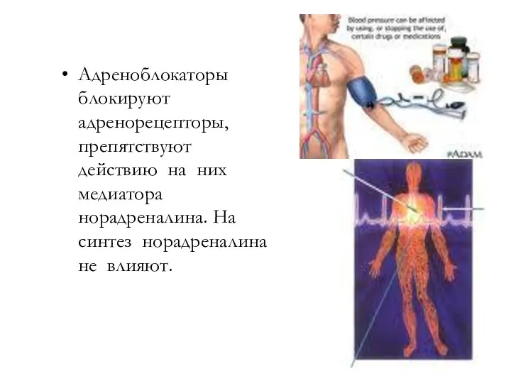 Адреноблокаторы блокируют адренорецепторы, препятствуют действию на них медиатора норадреналина. На синтез норадреналина не влияют.