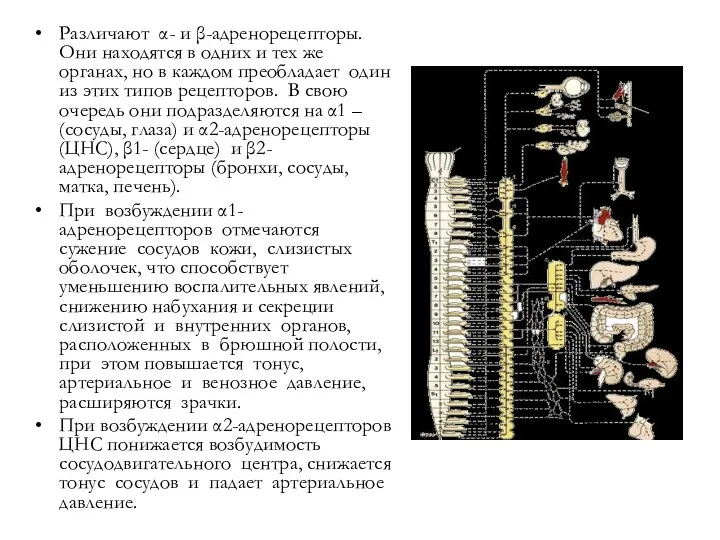 Различают α- и β-адренорецепторы. Они находятся в одних и тех же органах,