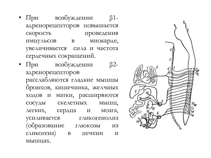 При возбуждении β1-адренорецепторов повышается скорость проведения импульсов в миокарде, увеличивается сила и