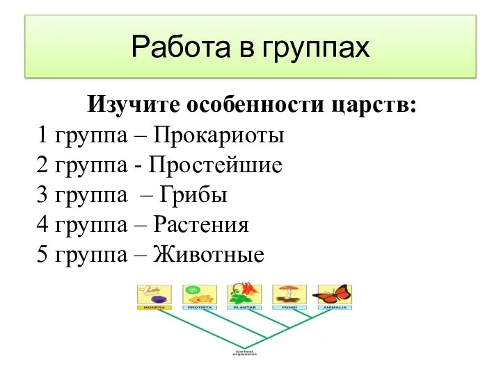 Изучите особенности царств: 1 группа – Прокариоты 2 группа - Простейшие 3