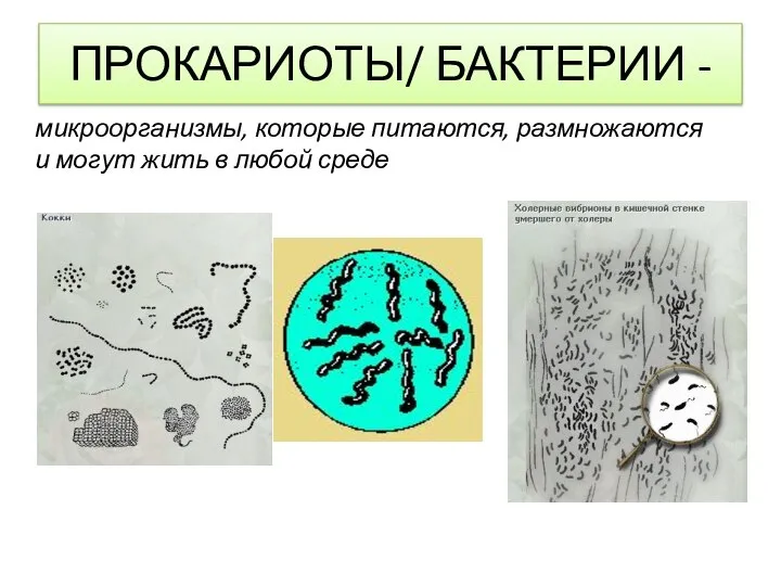 Какие организмы относятся к прокариотам