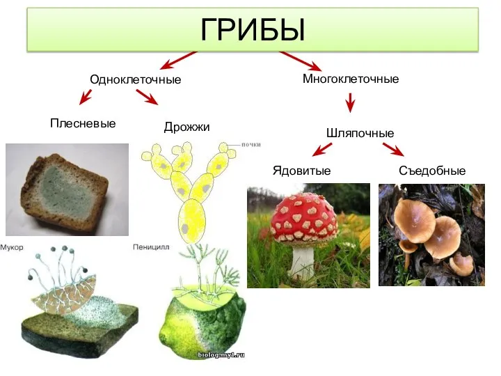 Шляпочные грибы многоклеточные. Плесневые и Шляпочные грибы. Споруляция растений, грибов, водорослей.