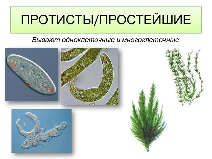 Бывают одноклеточные и многоклеточные ПРОТИСТЫ/ПРОСТЕЙШИЕ