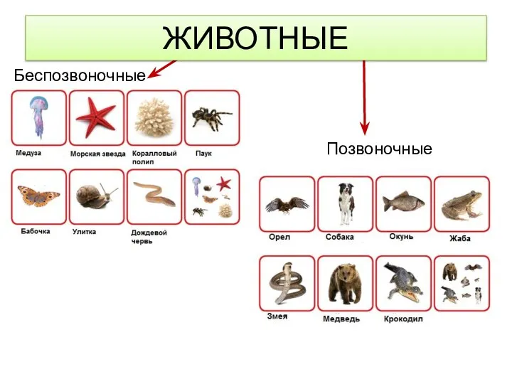 Беспозвоночные Позвоночные ЖИВОТНЫЕ