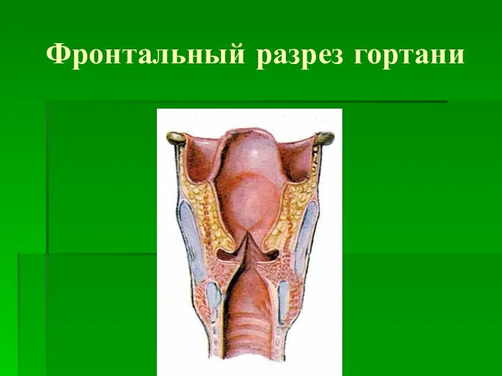 Фронтальный разрез гортани