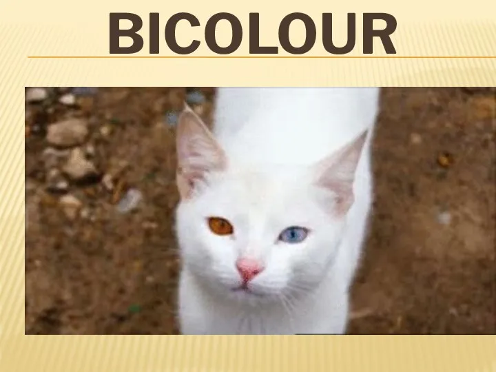 BICOLOUR