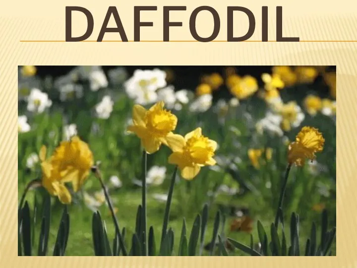 DAFFODIL