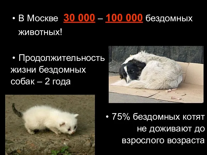 В Москве 30 000 – 100 000 бездомных животных! Продолжительность жизни бездомных