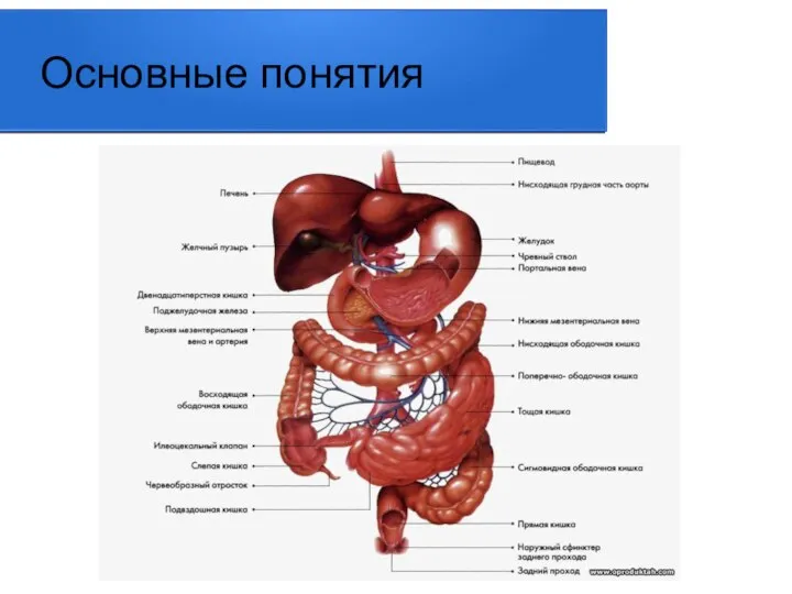 Основные понятия