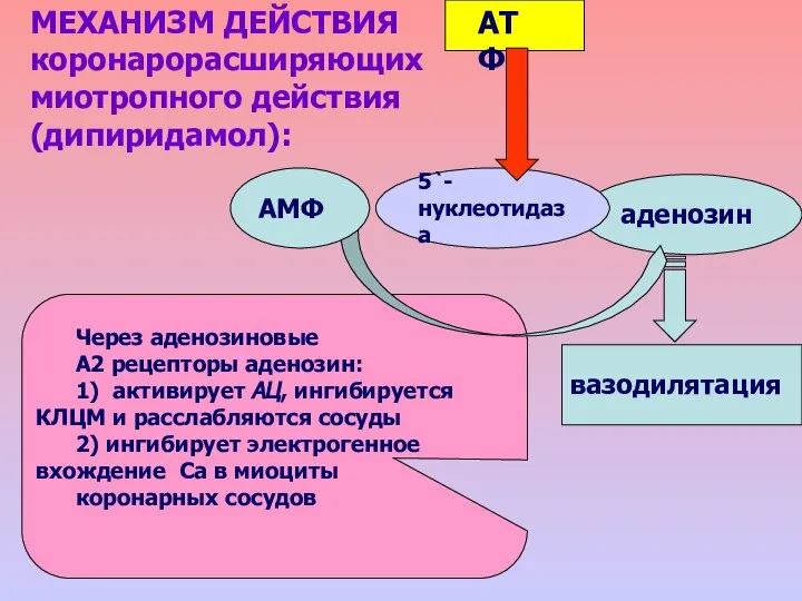 вазодилятация аденозин АТФ 5`-нуклеотидаза Через аденозиновые А2 рецепторы аденозин: 1) активирует АЦ,