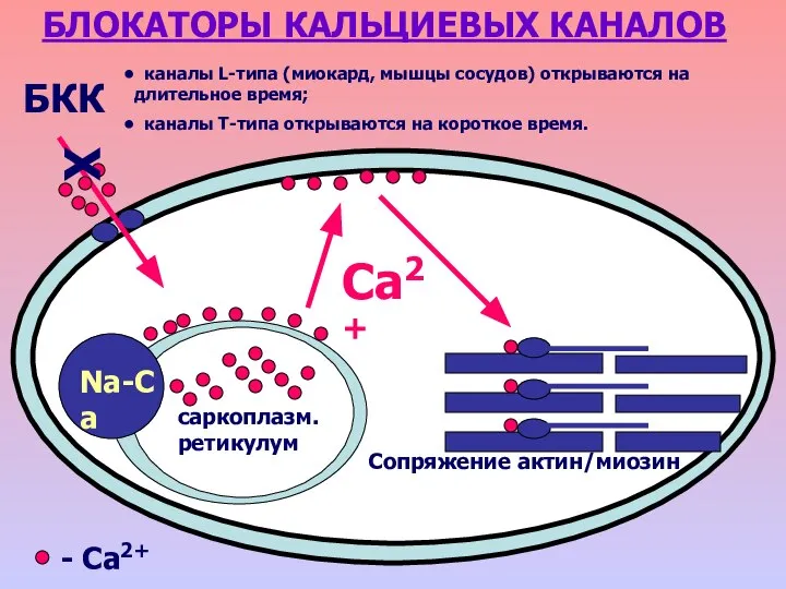 БЛОКАТОРЫ КАЛЬЦИЕВЫХ КАНАЛОВ БКК саркоплазм. ретикулум Сопряжение актин/миозин Са2+ Na-Ca - Ca2+