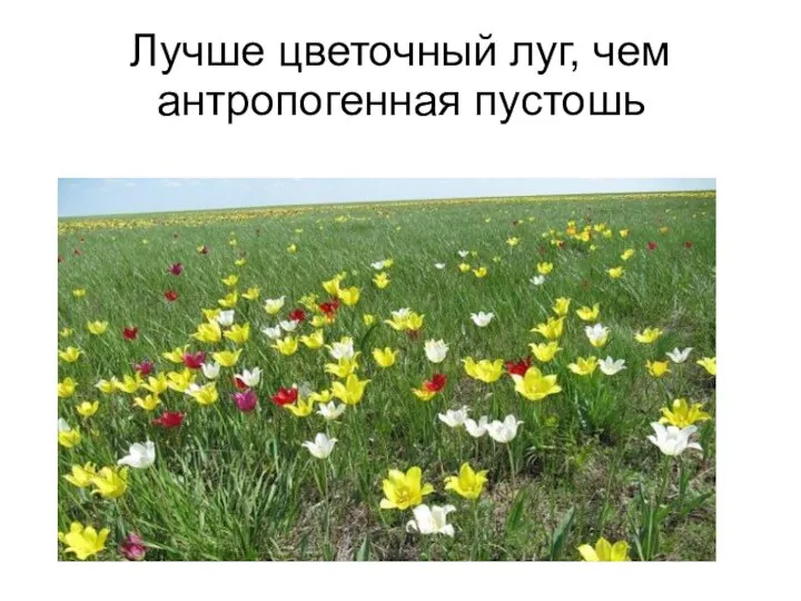 Лучше цветочный луг, чем антропогенная пустошь