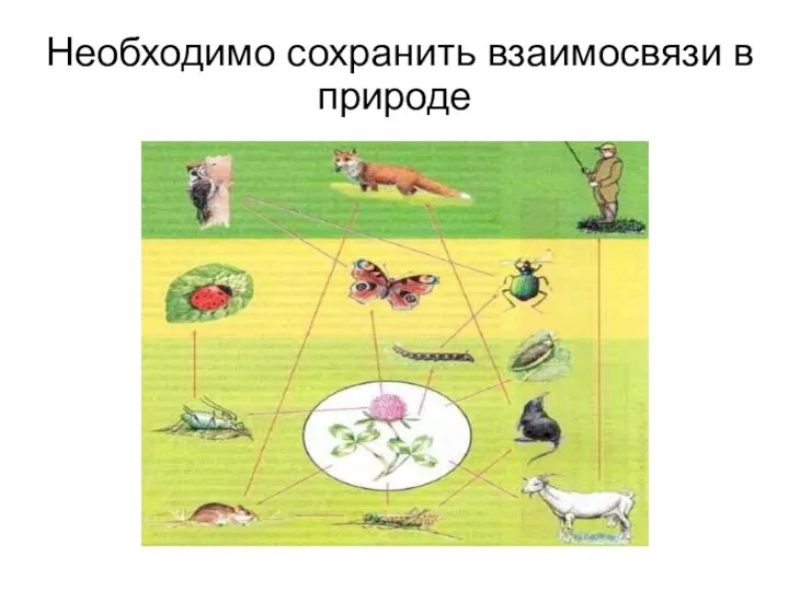 Необходимо сохранить взаимосвязи в природе