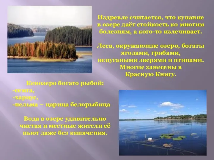 Кенозеро богато рыбой: семга, хариус, нельма – царица белорыбица Вода в озере