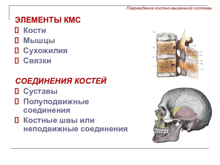 ЭЛЕМЕНТЫ КМС Кости Мышцы Сухожилия Связки СОЕДИНЕНИЯ КОСТЕЙ Суставы Полуподвижные соединения Костные швы или неподвижные соединения