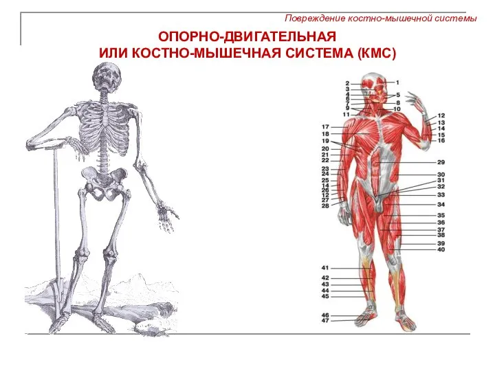 ОПОРНО-ДВИГАТЕЛЬНАЯ ИЛИ КОСТНО-МЫШЕЧНАЯ СИСТЕМА (КМС)