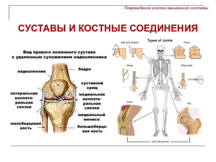 СУСТАВЫ И КОСТНЫЕ СОЕДИНЕНИЯ