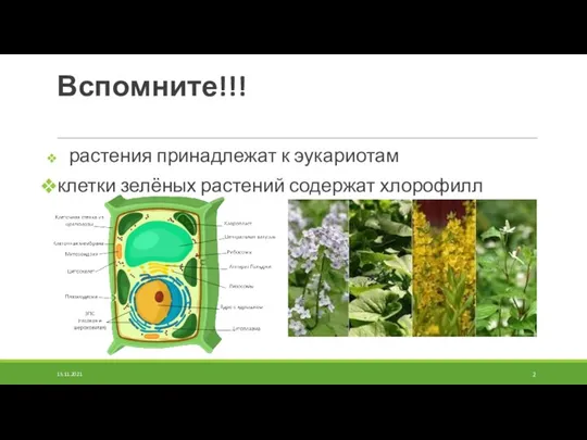 Вспомните!!! растения принадлежат к эукариотам клетки зелёных растений содержат хлорофилл 15.11.2021
