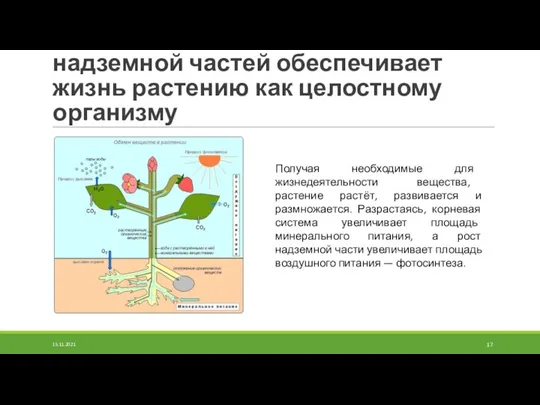 Взаимосвязь подземной и надземной частей обеспечивает жизнь растению как целостному организму Получая