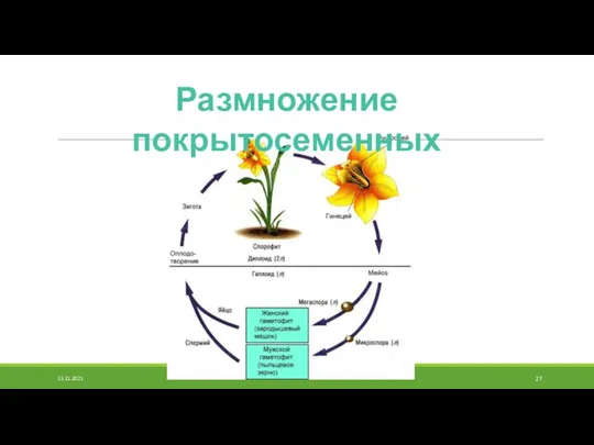 Размножение покрытосеменных 15.11.2021