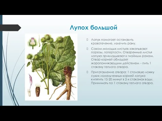 Лупох большой Лопух помогает остановить кровотечение, излечить рану. Соком молодых листьев закапывают