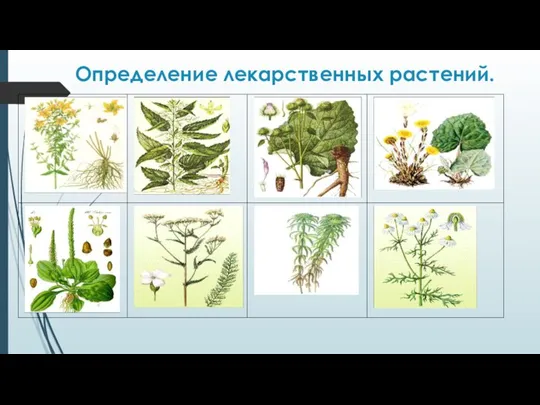 Определение лекарственных растений.