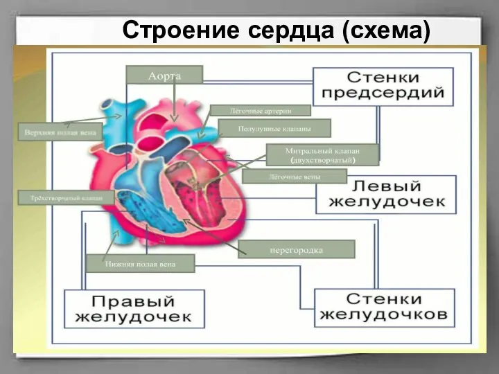 Строение сердца (схема)