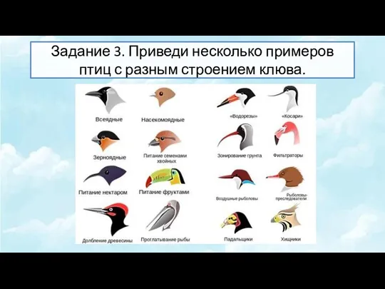 Задание 3. Приведи несколько примеров птиц с разным строением клюва.