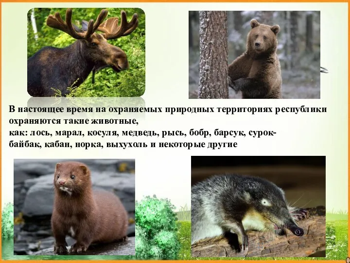 В настоящее время на охраняемых природных территориях республики охраняются такие животные, как: