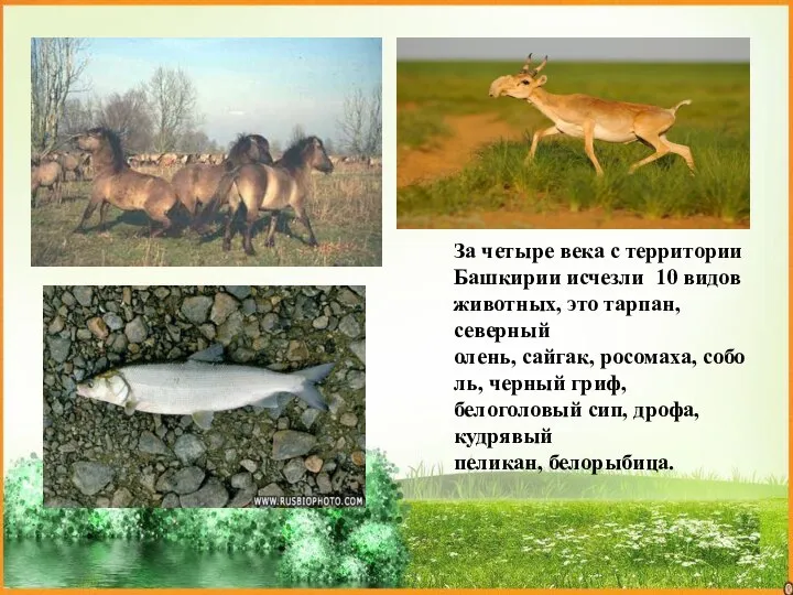 За четыре века с территории Башкирии исчезли 10 видов животных, это тарпан,