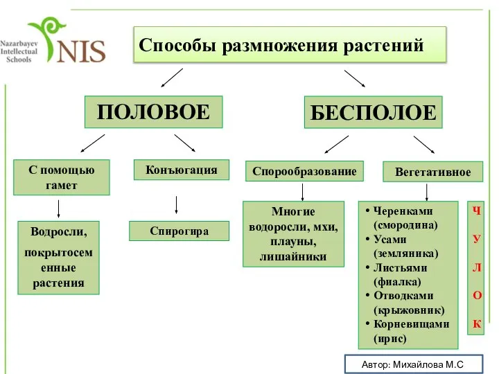 БЕСПОЛОЕ Способы размножения растений Автор: Михайлова М.С. ПОЛОВОЕ Вегетативное Спорообразование Многие водоросли,