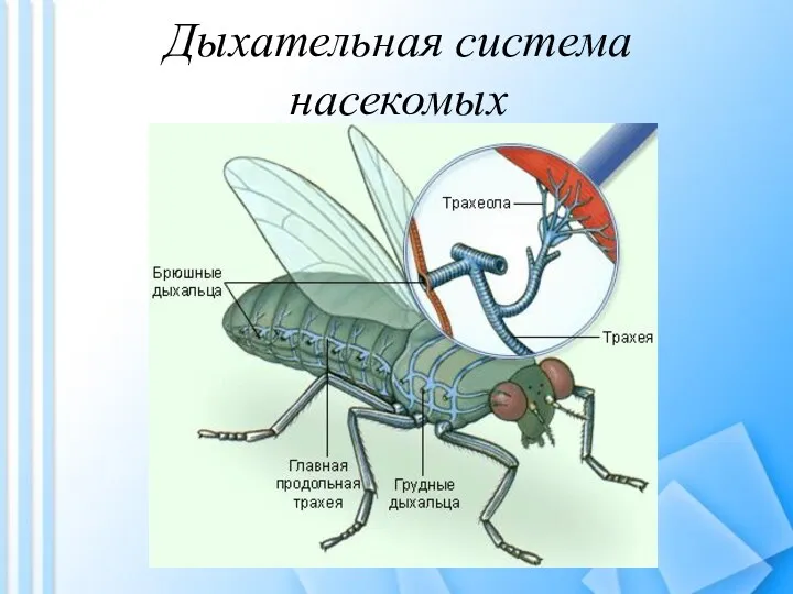 Дыхательная система насекомых