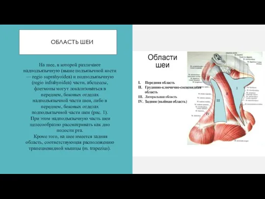 ОБЛАСТЬ ШЕИ На шее, в которой различают надподъязычную (выше подъязычной кости —