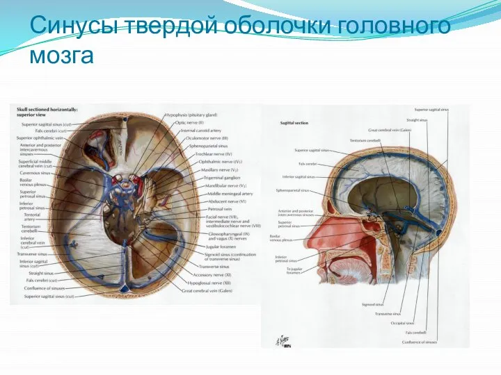 Синусы твердой оболочки головного мозга