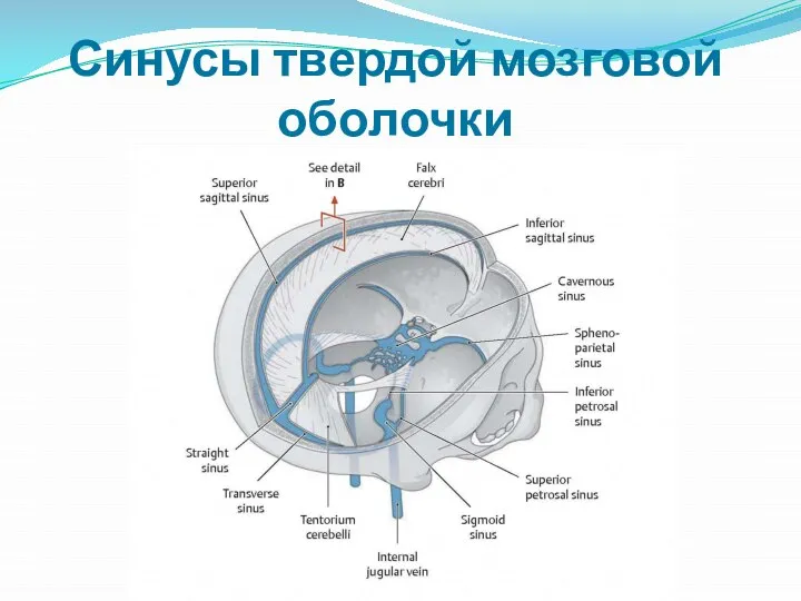 Синусы твердой мозговой оболочки