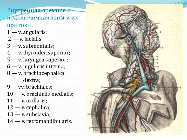 Внутренняя яремная и подключичная вены и их притоки. 1 — v. аngularis;