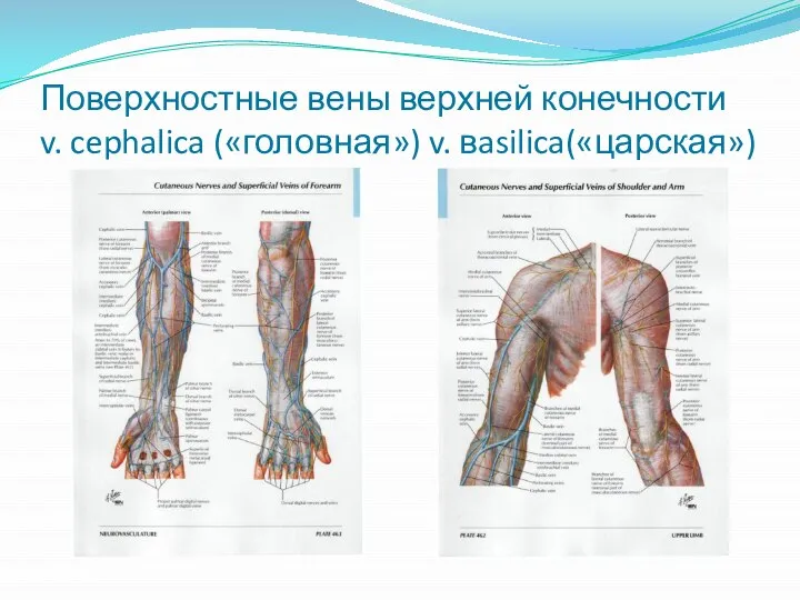 Поверхностные вены верхней конечности v. cephalica («головная») v. вasilica(«царская»)